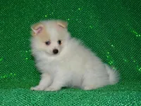 AKC Chip, a male Pomeranian for sale in Lamar, MO – Photo 2 of 3
