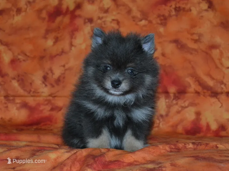 AKC Ozzy – Pomeranian puppy for sale in Lamar, MO