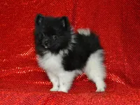 AKC Willie, a male Pomeranian for sale in Lamar, MO – 3 of 4