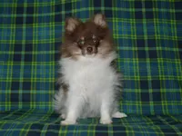 AKC Cooper, a male Pomeranian for sale in Lamar, MO – 4 of 5