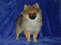 AKC Dylan, a male Pomeranian for sale in Lamar, MO – 2 of 4