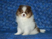 AKC Remy, a male Pomeranian for sale in Lamar, MO – 5 of 5