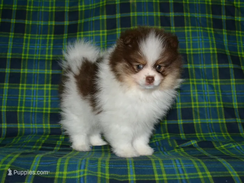 AKC Remy – Pomeranian puppy for sale in Lamar, MO
