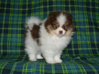 AKC Remy, a male Pomeranian for sale in Lamar, MO – 1 of 4