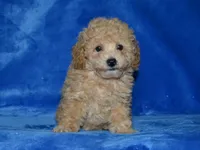 AKC Delilah, a female Poodle - Miniature  for sale in Lamar, MO – 3 of 3
