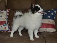 AKC Benny, a male Pomeranian for sale in Lamar, MO – 3 of 6