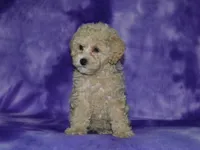 AKC Lady, a female Poodle - Miniature  for sale in Lamar, MO – 4 of 4
