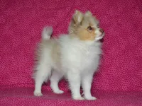 AKC Cami, a female Pomeranian for sale in Lamar, MO – 4 of 5