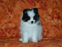 AKC Benny, a female Pomeranian for sale in Lamar, MO – 3 of 5