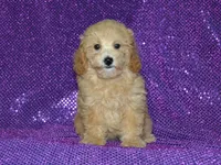 AKC Delilah, a female Poodle - Miniature  for sale in Lamar, MO – 2 of 4
