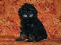 AKC Rhett, a male Poodle - Toy  for sale in Lamar, MO – 3 of 5