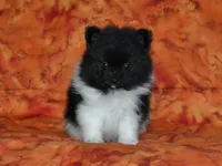 AKC Willie, a male Pomeranian for sale in Lamar, MO – 3 of 3
