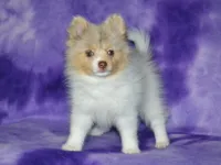 AKC Cami, a female Pomeranian for sale in Lamar, MO – 5 of 5