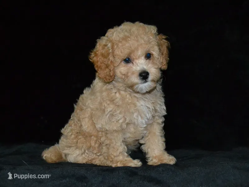 AKC Wrigley – Poodle - Miniature  puppy for sale in Lamar, MO