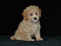 AKC Wrigley, a female Poodle - Miniature  for sale in Lamar, MO – 1 of 4