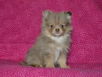 AKC Mochi, a female Pomeranian for sale in Lamar, MO – Photo 4 of 5
