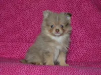 AKC Mochi, a female Pomeranian for sale in Lamar, MO – Photo 5 of 5
