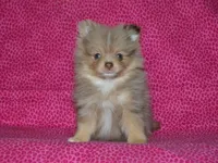AKC Mochi, a female Pomeranian for sale in Lamar, MO – Photo 1 of 5