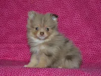 AKC Mochi, a female Pomeranian for sale in Lamar, MO – Photo 2 of 5