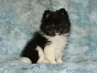 AKC Pepe, a male Pomeranian for sale in Lamar, MO – Photo 1 of 4