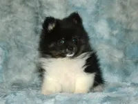 AKC Pepe, a male Pomeranian for sale in Lamar, MO – Photo 4 of 4