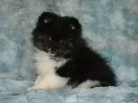 AKC Pepe, a male Pomeranian for sale in Lamar, MO – Photo 2 of 4