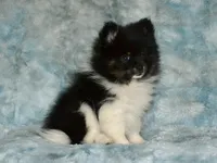 AKC Pepe, a male Pomeranian for sale in Lamar, MO – Photo 3 of 4