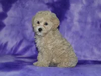 AKC Lady, a female Poodle - Miniature  for sale in Lamar, MO – 2 of 4