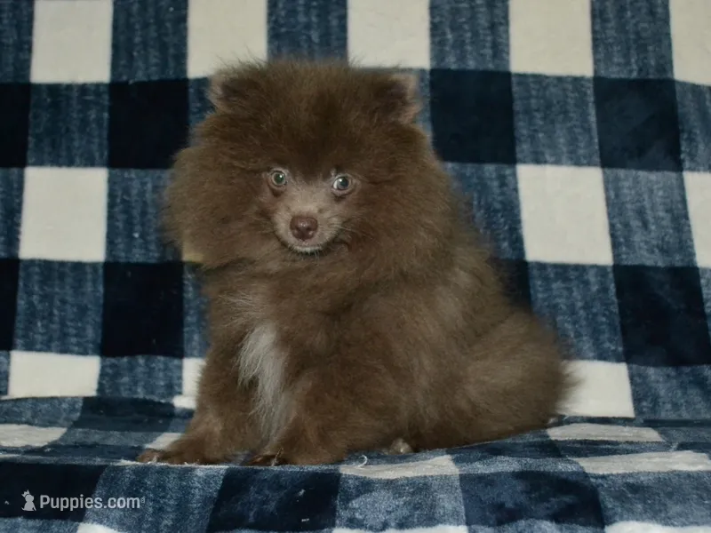 AKC Felix – Pomeranian puppy for sale in Lamar, MO