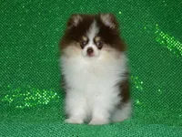 AKC Yoshi, a male Pomeranian for sale in Lamar, MO – 7 of 7