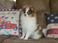 AKC Remy, a male Pomeranian for sale in Lamar, MO – 2 of 4