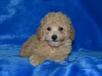 AKC Delilah, a female Poodle - Miniature  for sale in Lamar, MO – 2 of 3