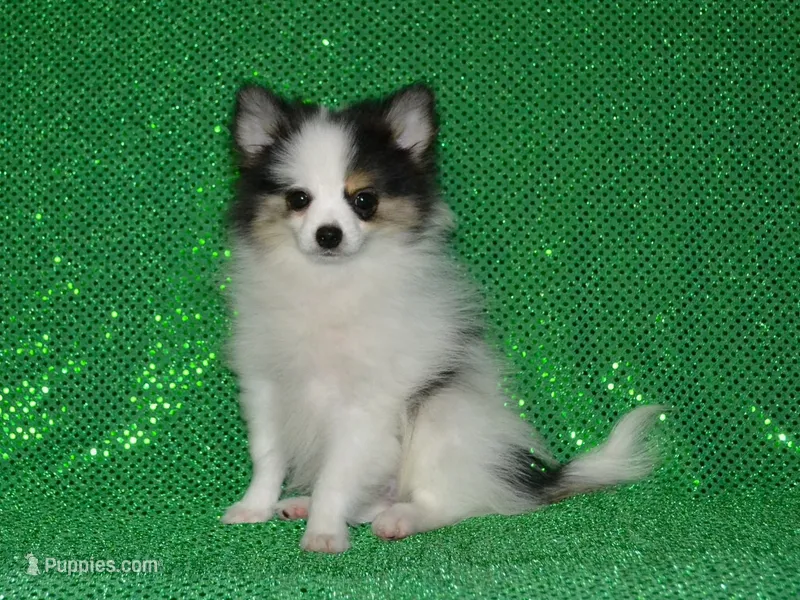 AKC Jasper – Pomeranian puppy for sale in Lamar, MO