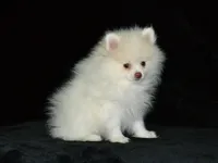AKC Atlas, a male Pomeranian for sale in Lamar, MO – 3 of 3