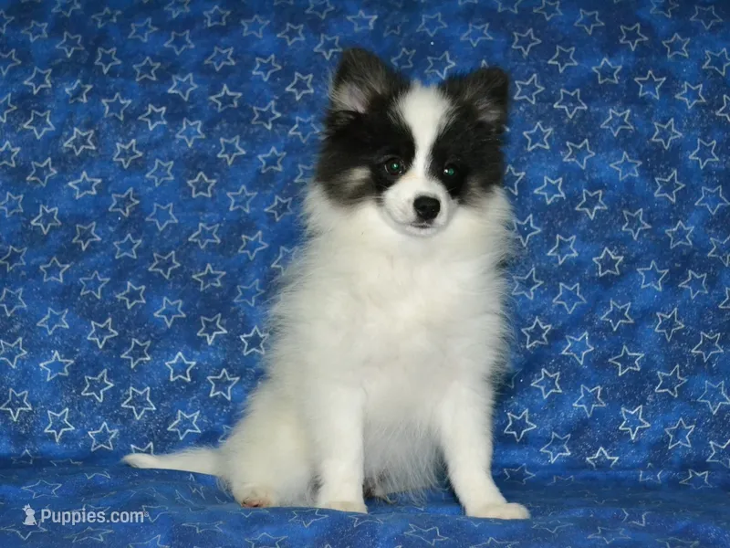 AKC York – Pomeranian puppy for sale in Lamar, MO