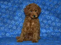 AKC Theo, a male Poodle - Miniature  for sale in Lamar, MO – 2 of 5
