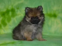AKC Dylan, a female Pomeranian for sale in Lamar, MO – 2 of 6