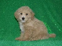 AKC Rocky, a female Poodle - Miniature  for sale in Lamar, MO – 3 of 3