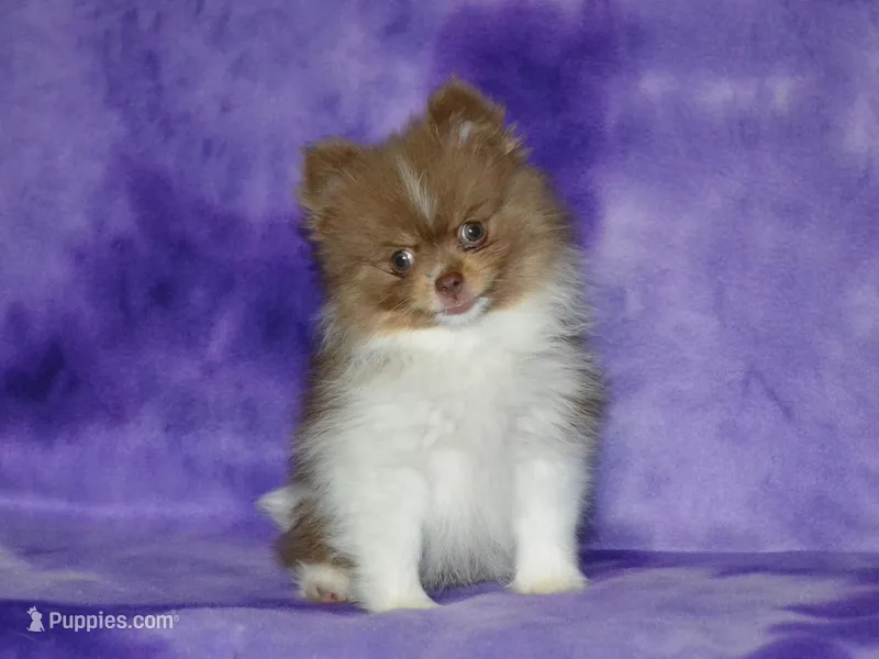 AKC Millie – Pomeranian puppy for sale in Lamar, MO