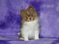 AKC Millie, a female Pomeranian for sale in Lamar, MO – 1 of 6