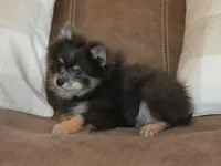 AKC Ozzy, a male Pomeranian for sale in Lamar, MO – 3 of 3