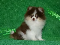 AKC Yoshi, a male Pomeranian for sale in Lamar, MO – 2 of 7