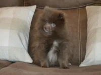 AKC Felix, a male Pomeranian for sale in Lamar, MO – 2 of 4