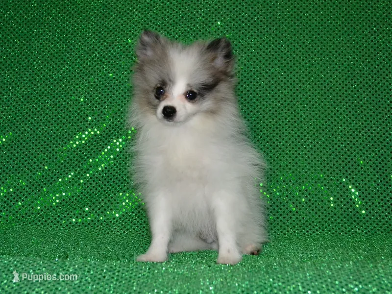 AKC Riley – Pomeranian puppy for sale in Lamar, MO
