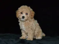 AKC Wrigley, a female Poodle - Miniature  for sale in Lamar, MO – 4 of 4