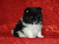 AKC Pepe, a male Pomeranian for sale in Lamar, MO – Photo 2 of 4