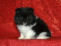 AKC Pepe, a male Pomeranian for sale in Lamar, MO – Photo 4 of 4