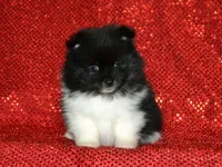 AKC Pepe, a male Pomeranian for sale in Lamar, MO – Photo 1 of 4