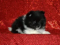 AKC Pepe, a male Pomeranian for sale in Lamar, MO – Photo 3 of 4