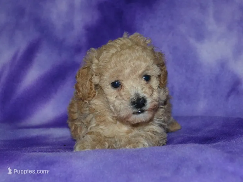 AKC Delilah – Poodle - Miniature  puppy for sale in Lamar, MO